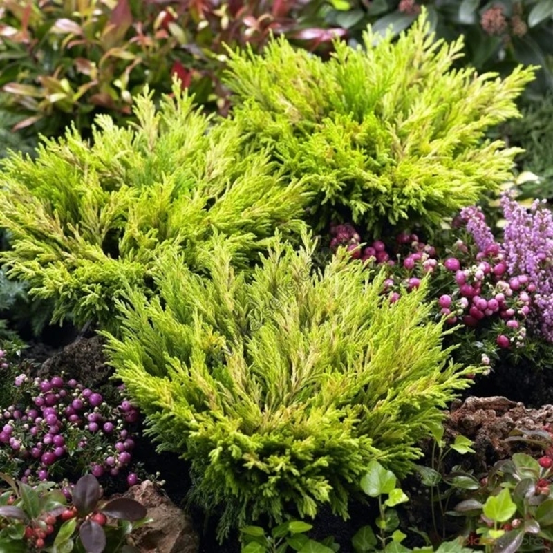 Ялівець Lime Glow (Лайм Глоу)