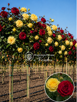 Саженцы розы Ани Дюпрей / Ред Лейс на штамбе