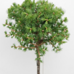 Саженцы лиственницы европейской Kornik (Корнік) на штамбе