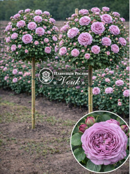 Саженцы розы Блу Скай Фри на штамбе