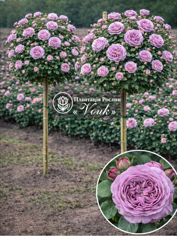 Саджанці троянди Блу Скай Фрі на штамбі