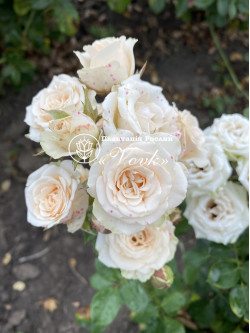 Саженцы розы Яна на штамбе