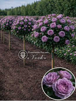 Саженцы розы Принцесса Каори на штамбе