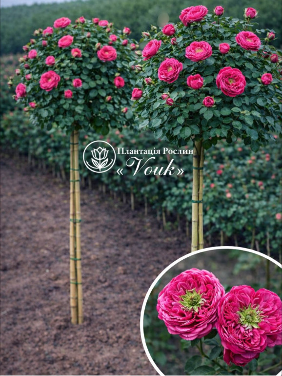 Саджанці троянди Принцеса Кіші на штамбі