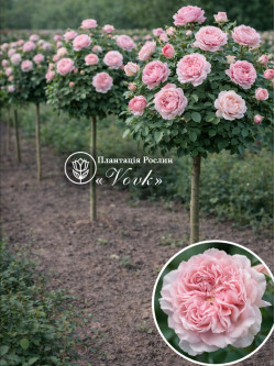 Саджанці троянди Розе де Толбіак на штамбі