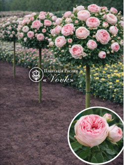 Саджанці троянди Брайдал Піано на штамбі