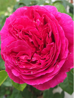 Саджанці троянди Отелло на штамбі