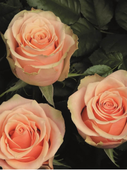Саджанці троянди Прімавера на штамбі