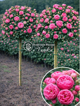 Саженцы розы Помпонелла на штамбе