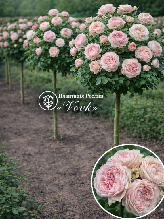 Саженцы розы Сенлицу на штамбе