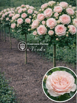 Саженцы розы Цумуги на штамбе