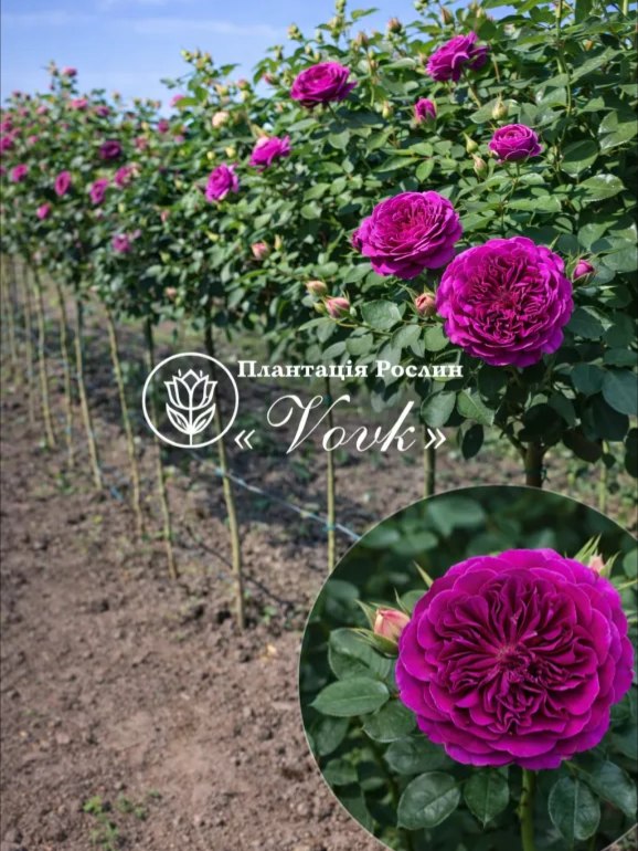 Саджанці троянди Вільям Шекспір на штамбі