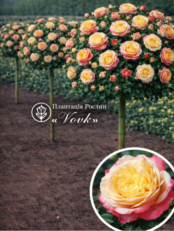 Саженцы розы Юбилей Кордеса на штамбе