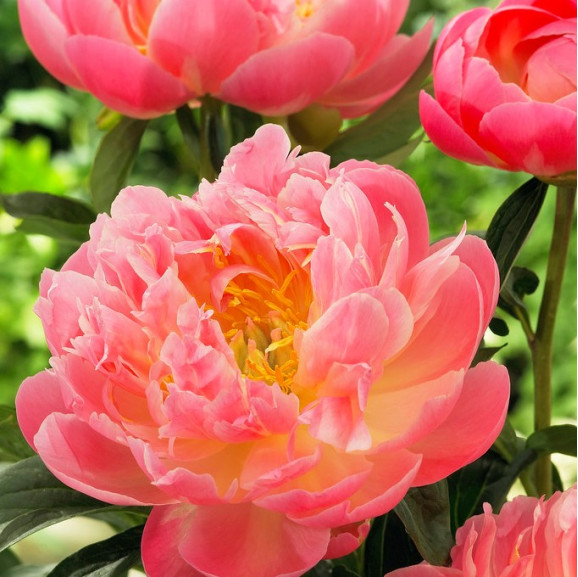Півонія Pink Hawaiian Coral