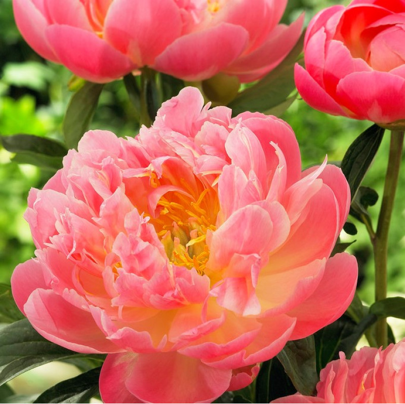 Півонія Pink Hawaiian Coral