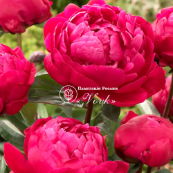 Корневища пиона Red Sarah Bernhardt (Fiona)