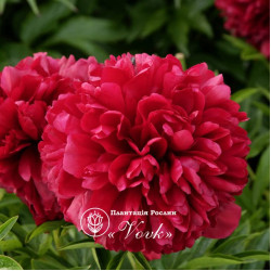 Корневища пиона Red Grace