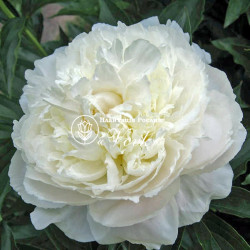 Корневища пиона White Sarah Bernhardt
