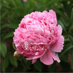 Корневища пиона Edulis Superba