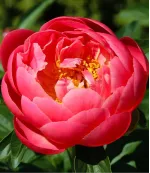 Півонія Coral Charm