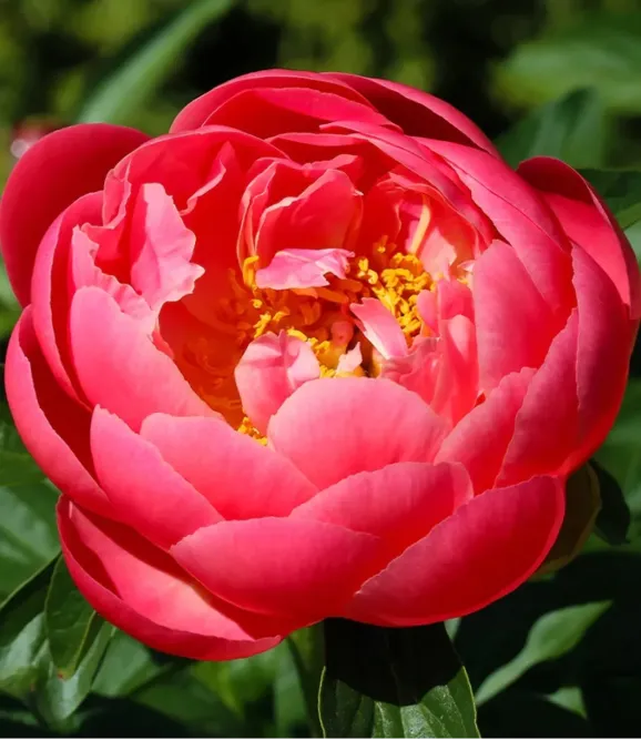 Півонія Coral Charm