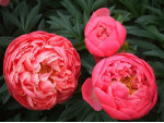 Півонія Coral Charm