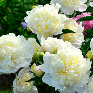 Півонія Duchesse de Nemours