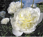 Півонія Duchesse de Nemours