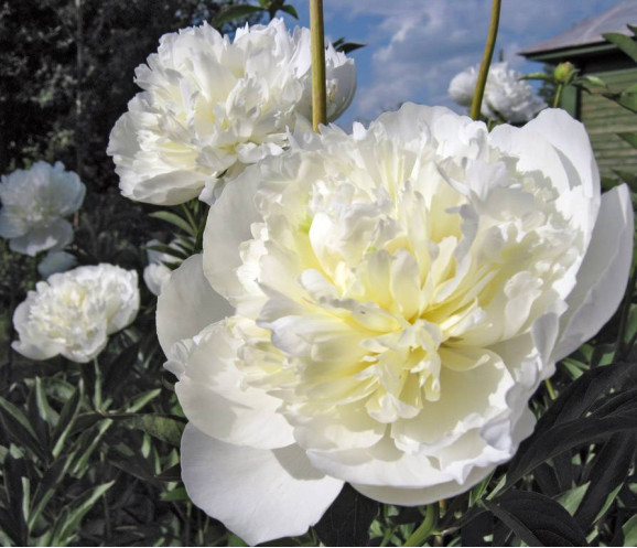 Півонія Duchesse de Nemours