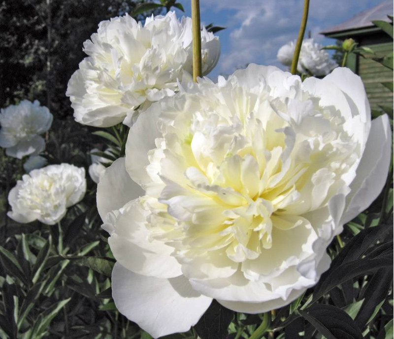 Півонія Duchesse de Nemours