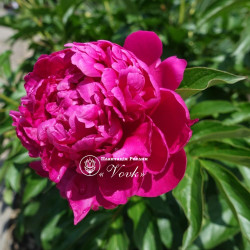 Корневища пиона Patio Peony London