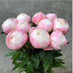 Півонія Gardenia