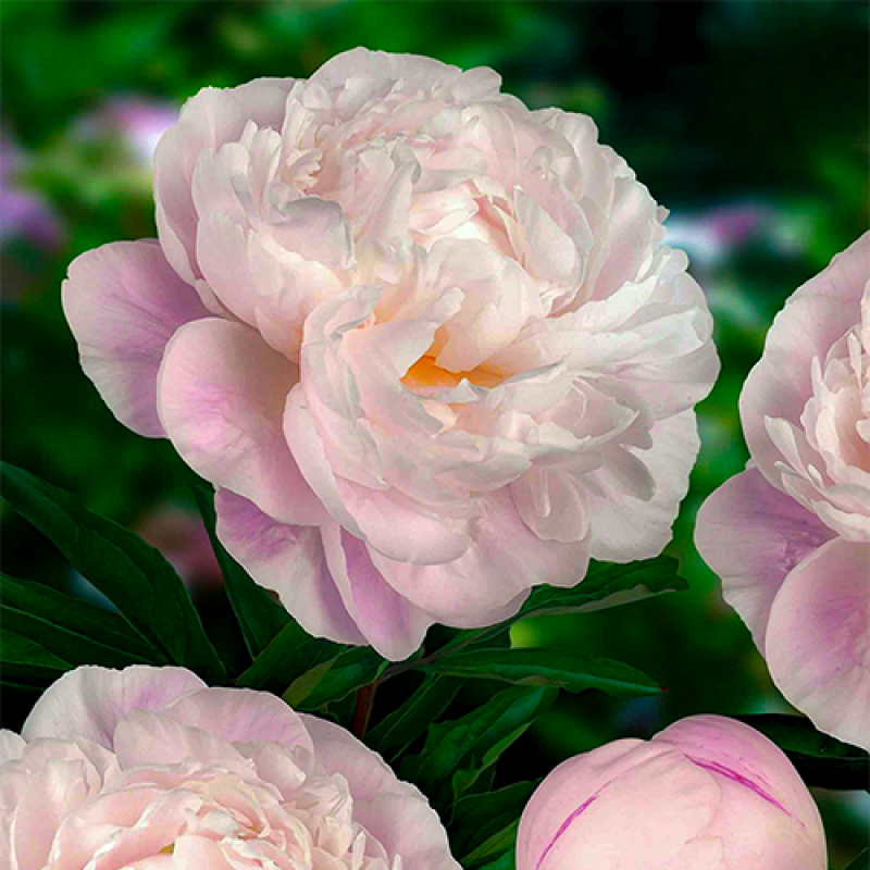 Півонія Gardenia