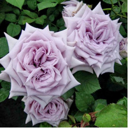 Саженцы розы Шато Мертию