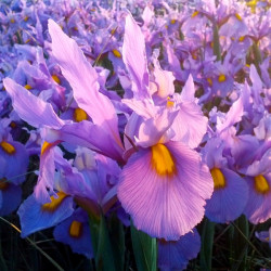 Цибулини ірису Hollandica Panther