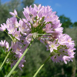 Луковицы аллиума Roseum