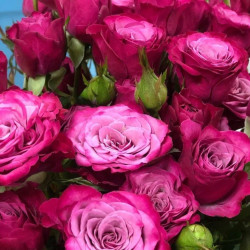 Саженцы розы Кайли