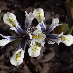 Цибулини ірису reticulata Eye Catcher