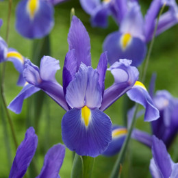 Ірис Hollandica Clairette