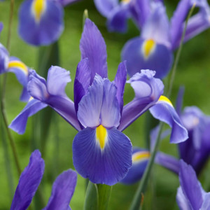 Ірис Hollandica Clairette