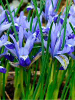 Ірис Hollandica Clairette