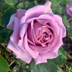 Саджанець троянди Мамі Блю