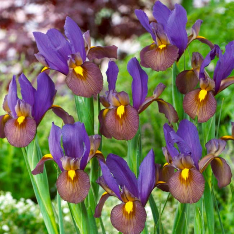 Ірис Hollandica Tigereye