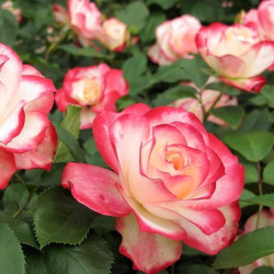 Саджанець троянди Ювілей принца Монако