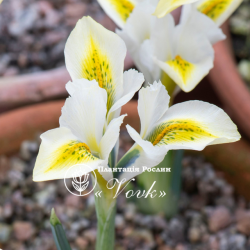 Луковицы ириса reticulata North Star