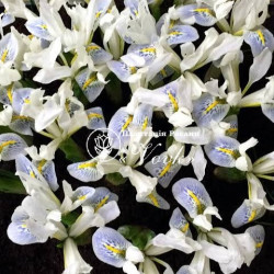 Луковицы ириса reticulata Polar Ice