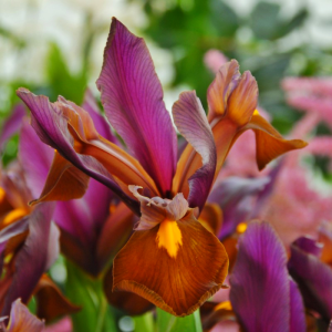 Ірис Hollandica Red Ember