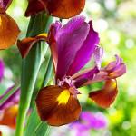 Ірис Hollandica Red Ember