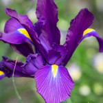 Ірис Hollandica Purple Sensation