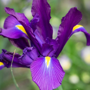 Ірис Hollandica Purple Sensation